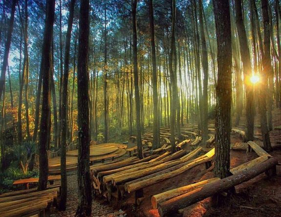 9 Tempat Wisata Hutan Pinus yang Sejuk dan Menawan Di Indonesia